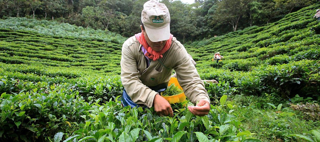 Tula usa el té cultivado en Colombia